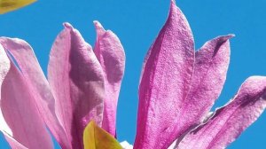 Цветок тюльпанового дерева