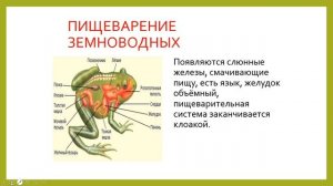 7 класс - Биология - Эволюция пищеварительной  системы животных - 28.04.2020