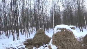 Поголовье растёт как на дрожжах. Беспривязное зимнее содержание КРС в КФХ земля кормит.