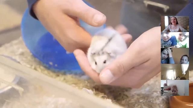 Занятие 12. Утро с Умкой. Домашние питомцы. Оригами собачка. смотреть онлайн