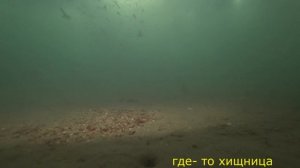 Ёрш под водой.4к.Подводная сьемка.