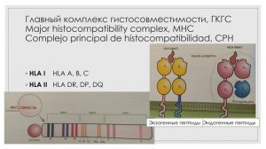 Иммунная система 5: Главный комплекс гистосовместимости