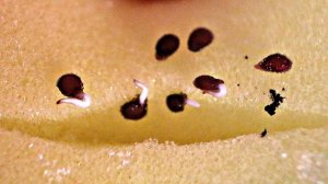 Семена прорастают в 3 раза быстрее чем в тряпочке! Как прорастить семена помидор и перца в губках?