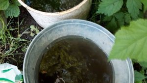 СРОЧНО СДЕЛАЙТЕ ЭТО С МАЛИНОЙ В ИЮНЕ! Малиновое дерево Таруса