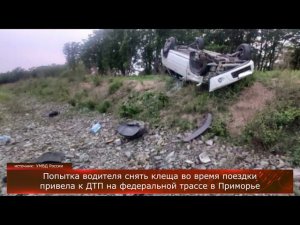 Попытка водителя снять клеща во время поездки привела к ДТП