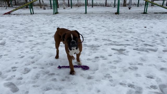 Голубоглазый агрессор / Щенков больше нет смотреть онлайн