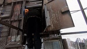 Голуби двухчубые.В гостях у Михайловича