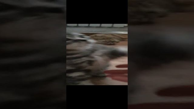 шотландцы котята фолд и страйт
