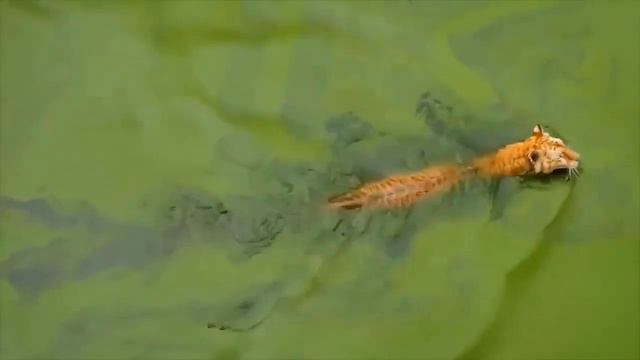 Lion vs Python ►Python's Tremendous Power! Big Cat Don't Escape From Python Swallowing смотреть онлайн