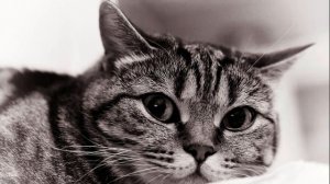 Уродливый кот- Игорь Мазунин, читает Дмитрий Днепровский