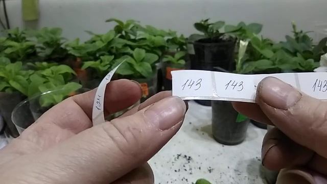 вегетативная петуния - мой метод. смотреть онлайн