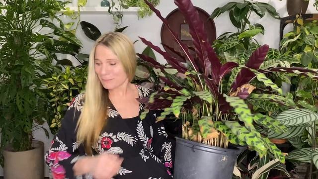 The Secrets of Prayer Plant Care! | Calathea, Stromanthe, Maranta and Ctenanthe смотреть онлайн