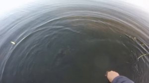 Ловля судака осенью на Главном банке. Волга.  База 177.