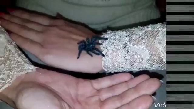 Когда арахнофоб больше не боится смотреть онлайн