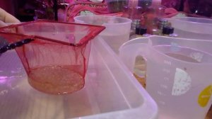 Икра аксолотлей