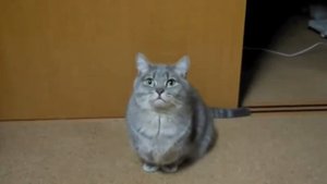 котэ просит есть