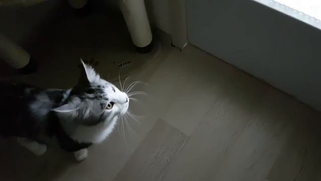 Филин Ёль и кот мейнкун. Часть 2.