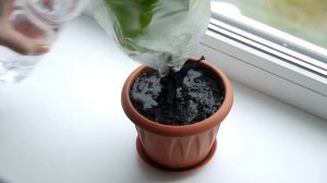 Что такое транспирация у растений? Испарение воды листьями.