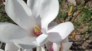 МАГНОЛИЯ СУЛАНЖА АЛЬБА СУПЕРБА |Моя Magnolia Alba Superba