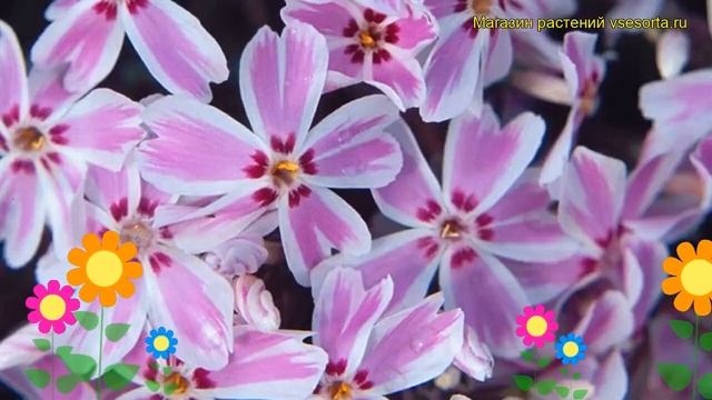 Флокс шиловидный Кимоно. Краткий обзор, описание характеристик phlox subulata Kimono смотреть онлайн
