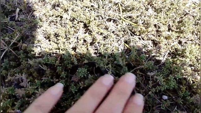 Отдых на даче. Крым Евпатория Прибрежное