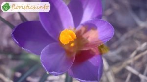 ? Осеннецветущие виды крокусов и сорта – описание