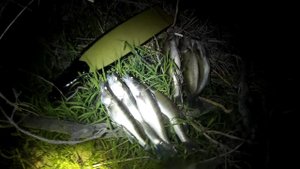 Летняя подводная охота. Выбрались поближе в результате еле вышел из воды, рыба обратно тянула.