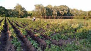 Окучивание картофеля мотоблоком Нева мб-2