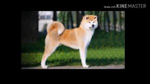 Акита ину/уход правела содержание и кормления/описание