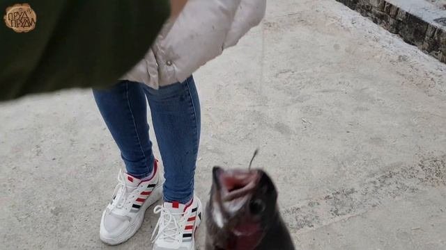 Ловим форель на платнике