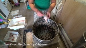 Забой перепелов в 30 дней / Какой вес / Как ощипать без повреждений