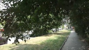 Чёрный Орех /Juglans nigra