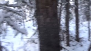 Проверка ловушек на соболя, сезон 2023