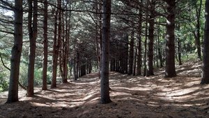 Поездка в дендрарий Горнотаежной станции имени Комарова. Октябрь 2023