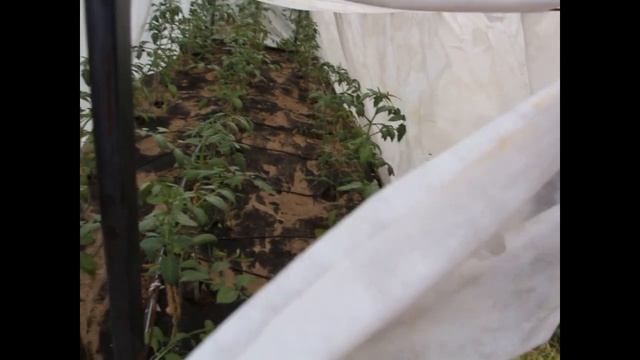 Что выросло из семян томатов, перцев, баклажан посаженых в пеленку смотреть онлайн