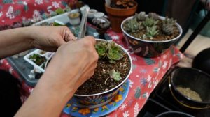 How To CHOOSE PLANTER, DRILL HOLES & POT UP Succulents Worth Buying Again