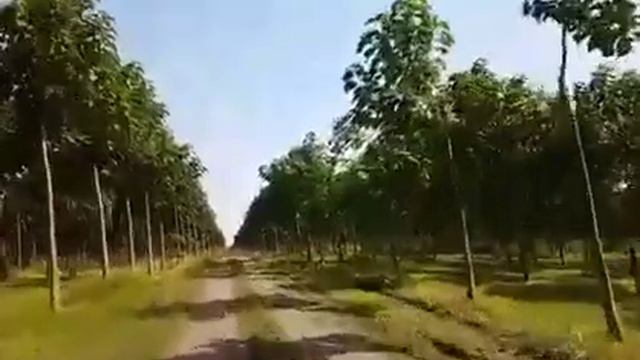 Republica Moldova - plantatii de paulownia clone in vitro 112 смотреть онлайн