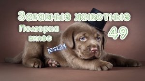 Забавные животные / Подборка видео №49