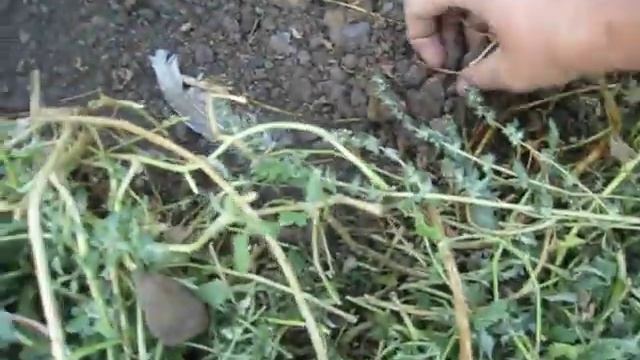 Желтый кампсис Флава. Золотые грамофончики. Посадка кампсиса осенью. Золотые россыпи цветов. смотреть онлайн