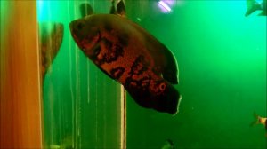 Астронотусы в общем аквариуме.