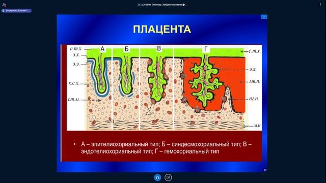 Эмбриология. Лекция от 27.11.2020. Эмбриогенез млекопитающих