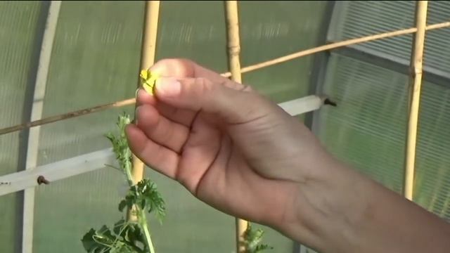 Выращивание арбуза. Подкормка, формировка, опыление смотреть онлайн