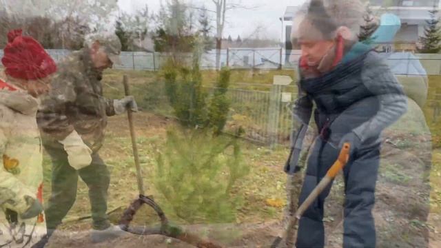 Посадка сосен 5 ноября 2022 смотреть онлайн