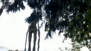 ТОП 3 СИРЕНОГОЛОВЫХ СНЯТЫХ НА КАМЕРУ | SIREN HEAD TOP 3