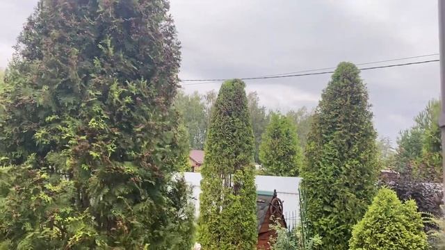 Мой сад после дождя и немного о фарфоре. смотреть онлайн