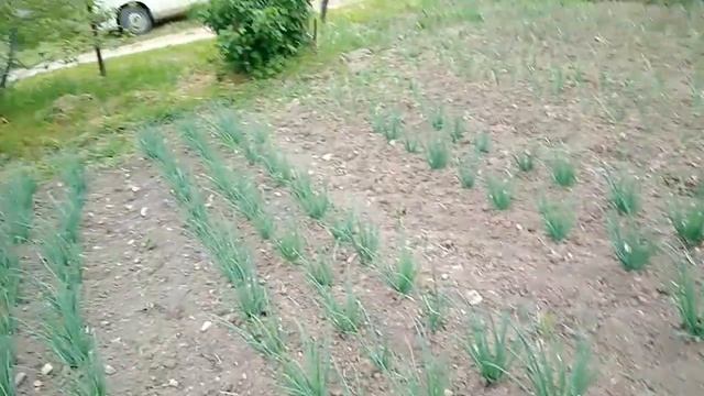 Котик и коровка крючком из Ализе Софти плюс и...... смотреть онлайн