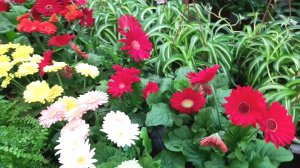 ⚘ОБИ?КОМНАТНЫЕ ЦВЕТЫ?Много Орхидей?