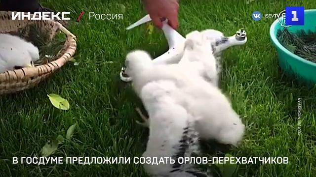 В Госдуме предложили создать орлов-перехватчиков