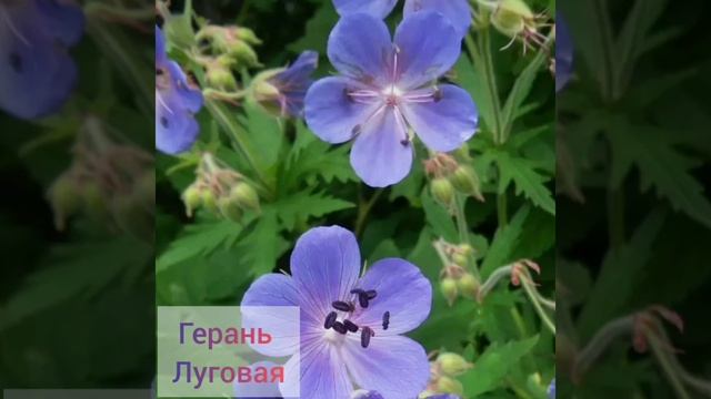 Медоносы Владимирской области. смотреть онлайн