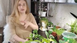 Сциндапсусы и Эпипремнумы - самые модные растения в интерьере! Моя первая коллекция. Часть 1.